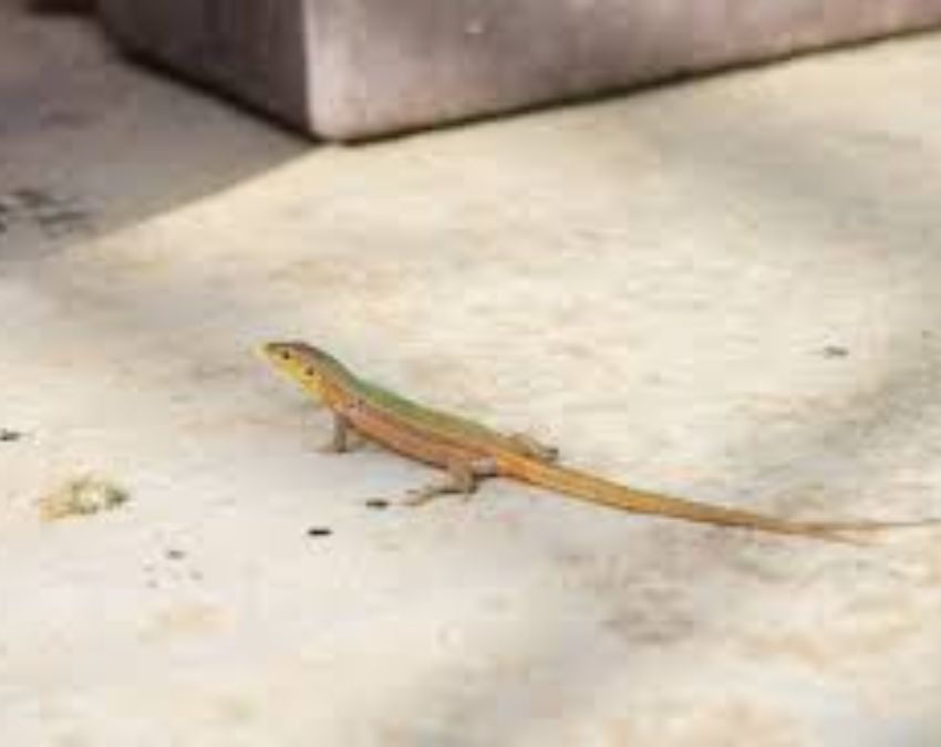 Chipkali Ande Kaha Deti Hai Chipkali Ande Kaha Deti Hai-1-2-3-4-5-6