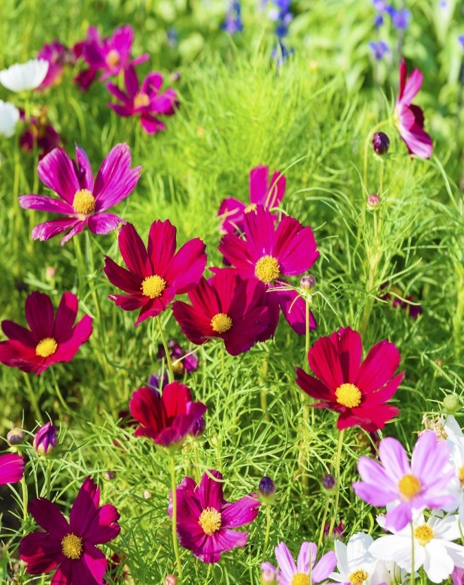 spring season plants -1-2