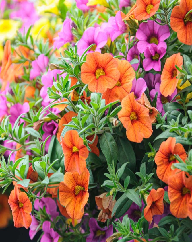 spring season plants -1-2-3-4-5-6