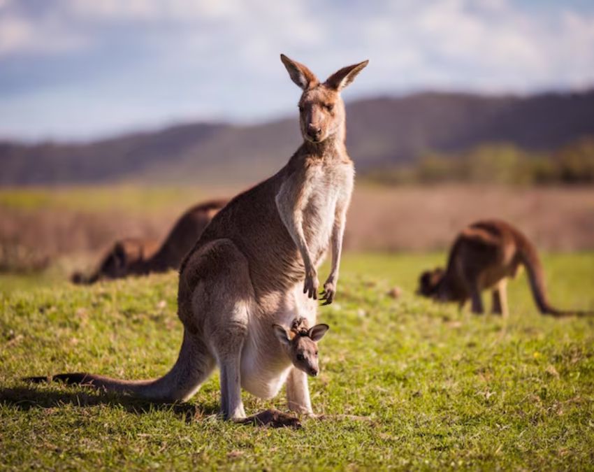 animals living without drinking water-1-2-3