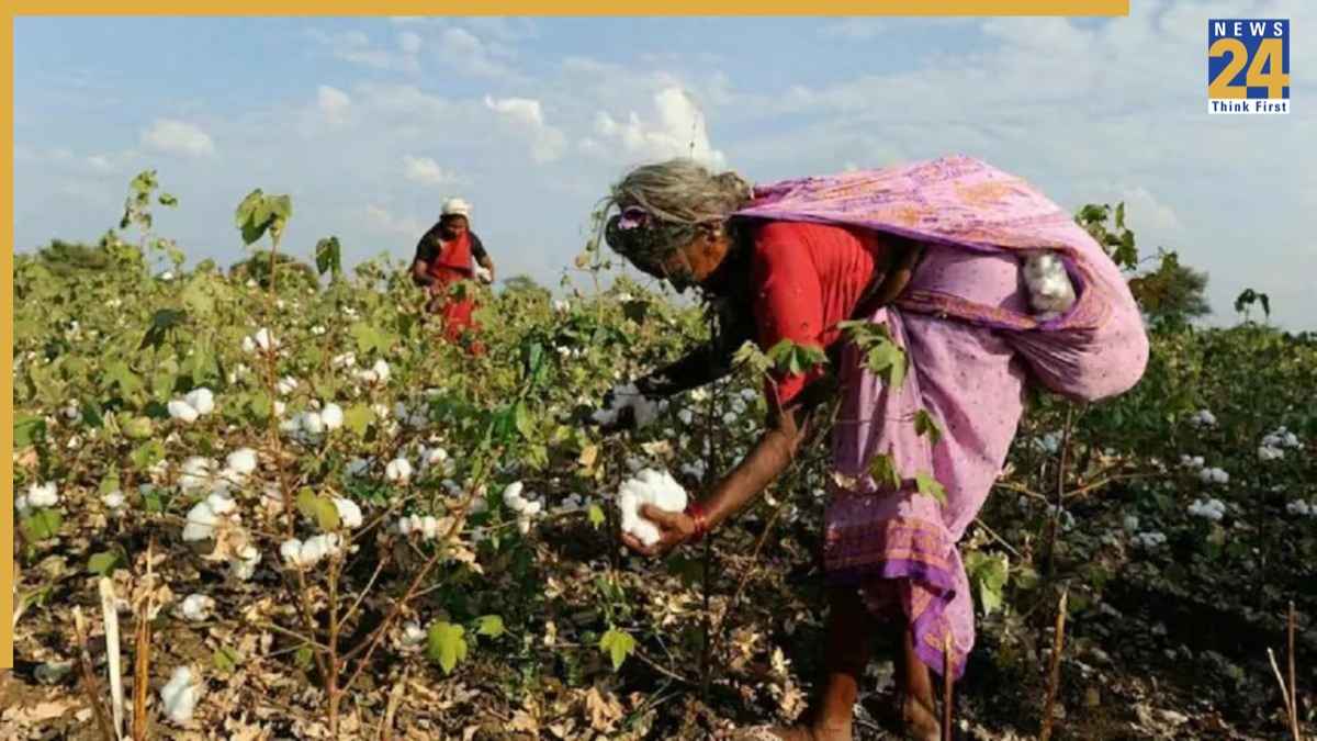 कपास किसानों को राहत: MSP सपोर्ट पर कैबिनेट की मुहर, ₹11,712 करोड़ के पैकेज को मंजूरी