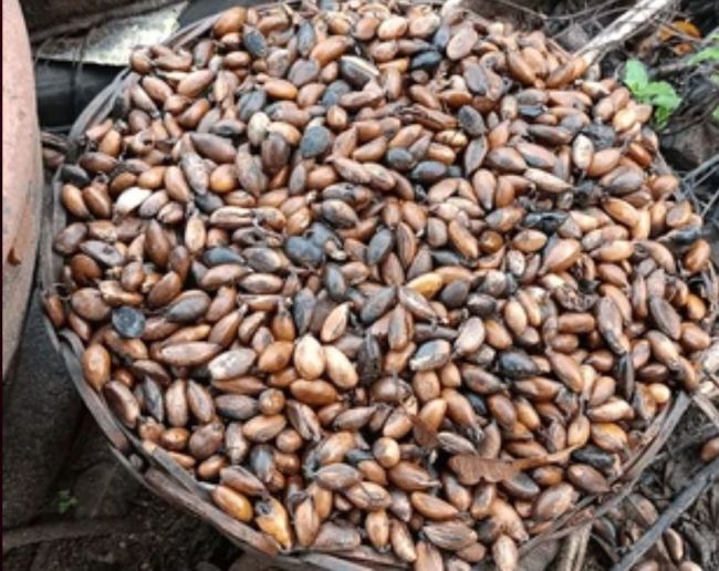 Chilgoza Dry Fruits Price-1-2-3