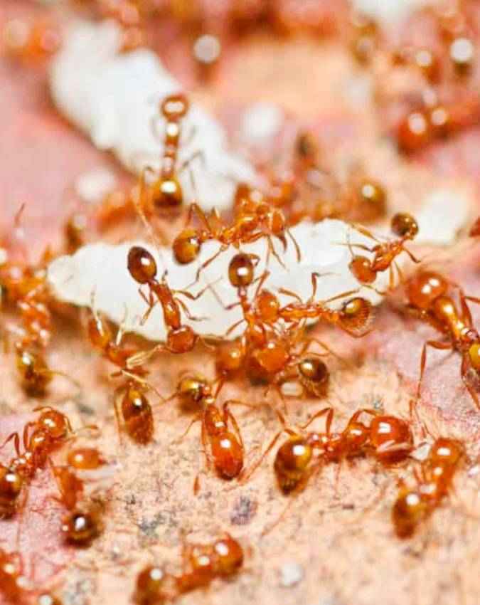 लाल चींटियों का झुंड दिखे तो रखें ध्यान