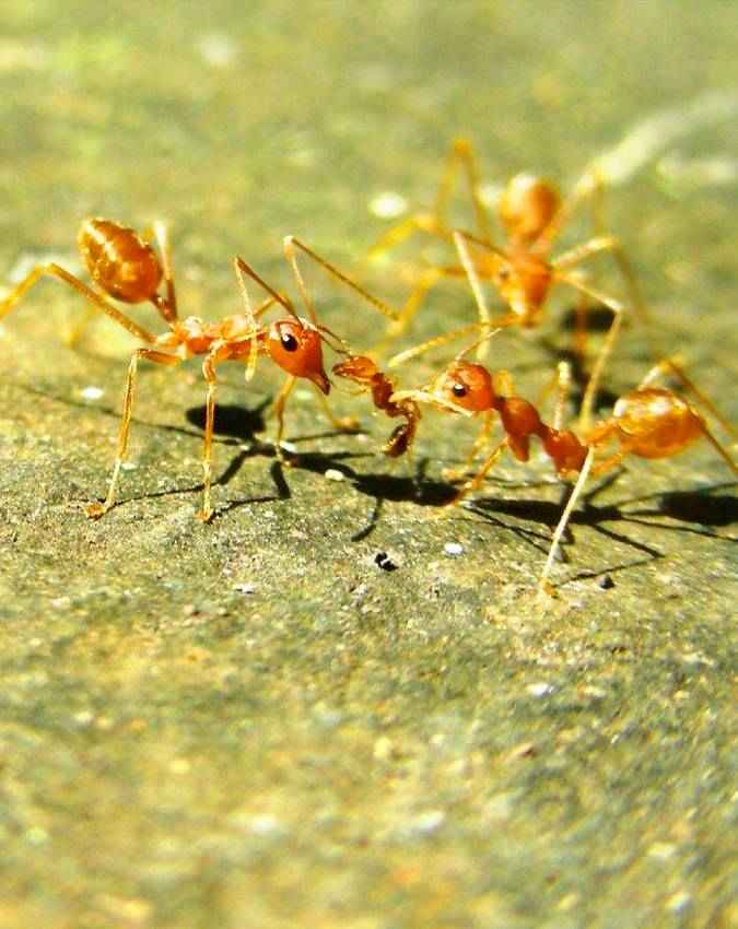 लाल चींटियां क्यों मानी जाती हैं अशुभ