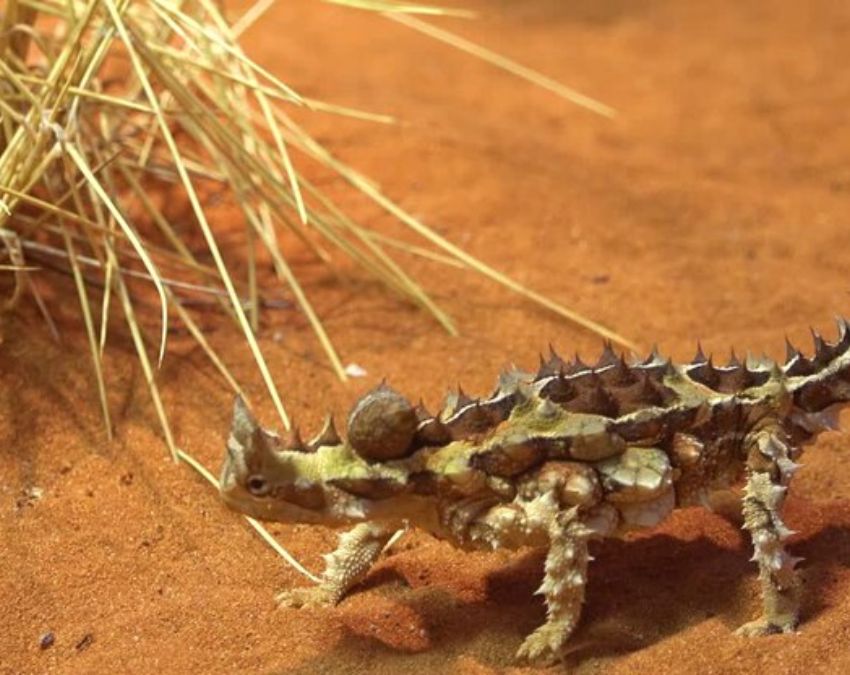 animals living without drinking water-1-2-3-4-5