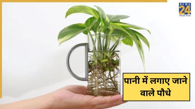 Bina Mitti Ke Paudhe Kaise Lagaye