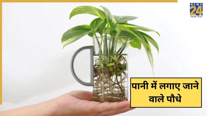 Bina Mitti Ke Paudhe Kaise Lagaye