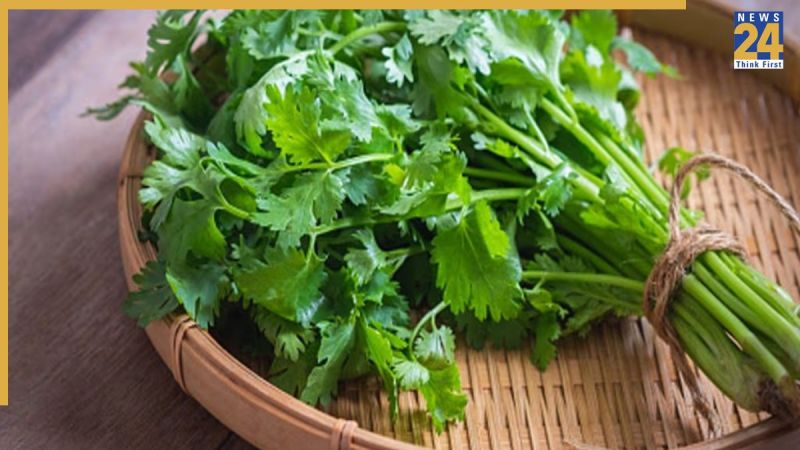 Hara Dhaniya Ka Paudha Kaise Badhaye