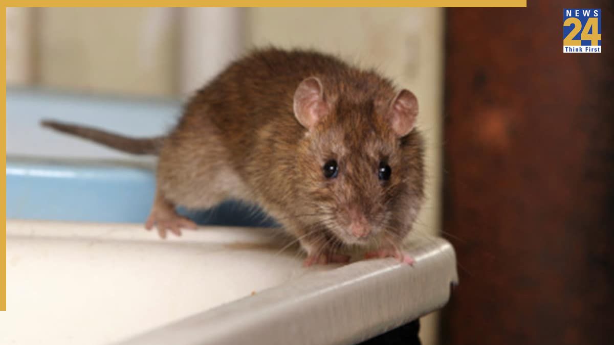 Chuhe Ko Bhagane Ka Tarika-1