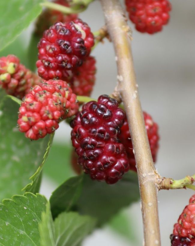 Shahtoot benefits-1-2-3-4-5-6-7