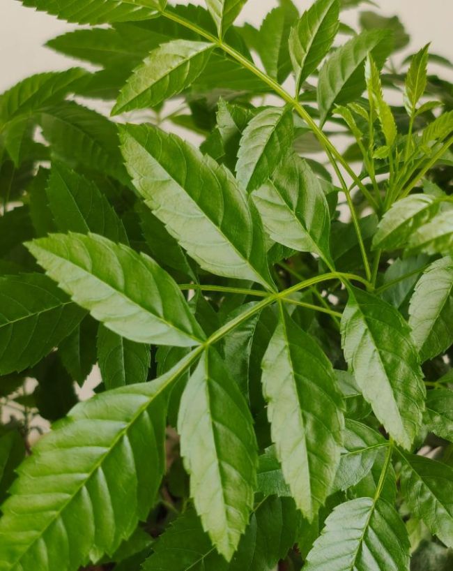 Ghamori ka ilaj-1-2-3-4-5-6-7