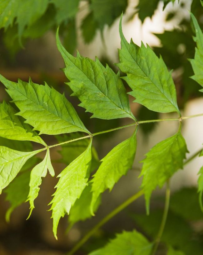 Drinking Neem Juice Daily-1-2-3-4-5-6