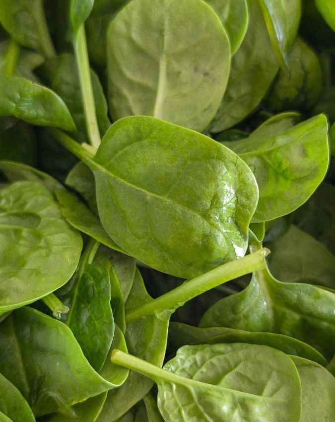 पालक 