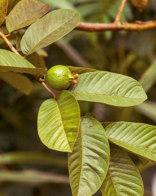 Chewing Guava Leaves-1-2-3-4-5-6-7