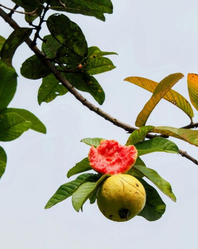 Chewing Guava Leaves-1-2-3-4-5-6