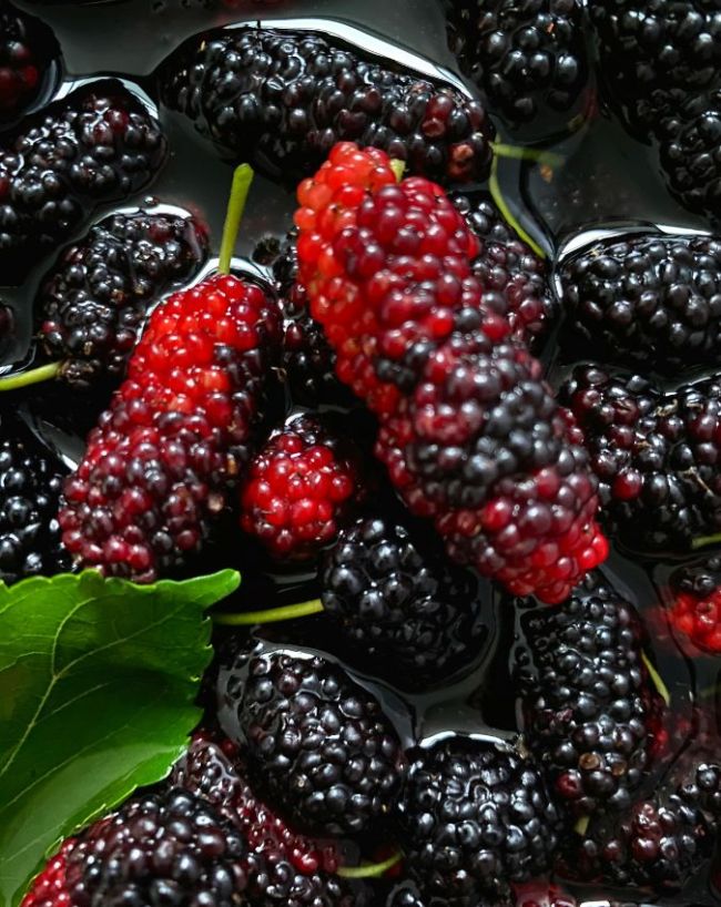 Shahtoot benefits-1-2-3-4-5-6