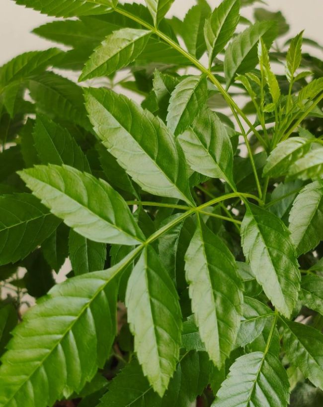 Drinking Neem Juice Daily-1-2-3-4-5