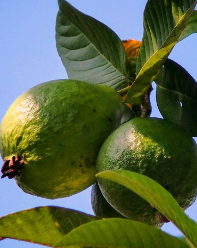 Chewing Guava Leaves-1-2-3-4-5