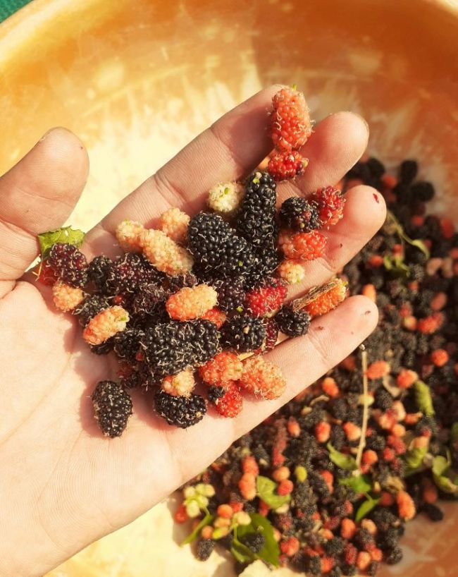 Shahtoot benefits-1-2-3-4-5