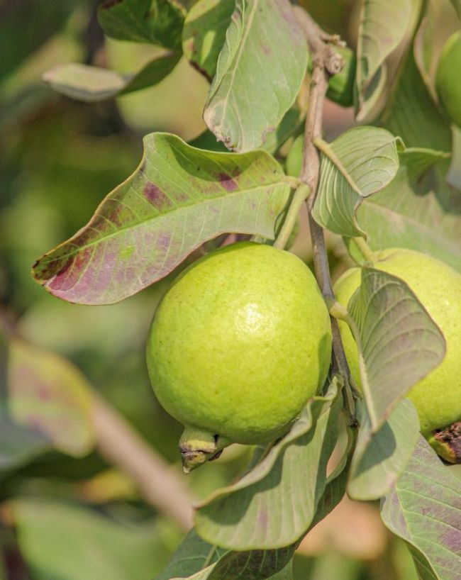 Chewing Guava Leaves-1-2-3-4