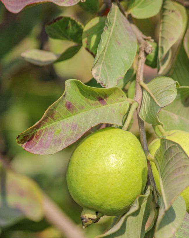 Muh Ki Badbu Ke Gharelu Upay-1-2-3