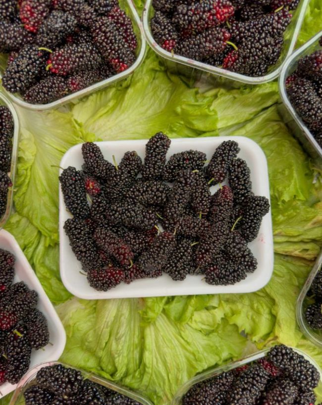 Shahtoot benefits-1-2-3