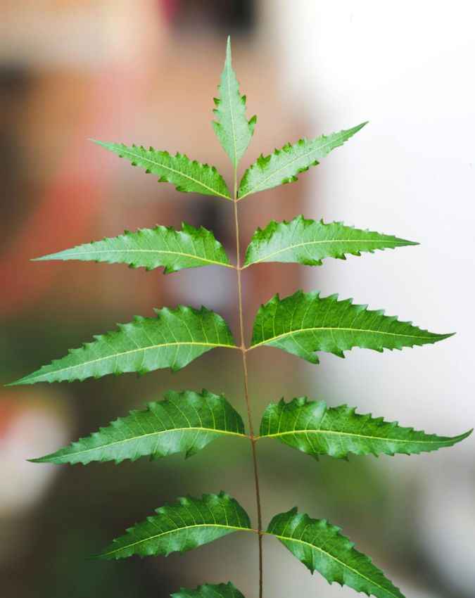 मजबूत होती है रोग प्रतिरोधक क्षमता 