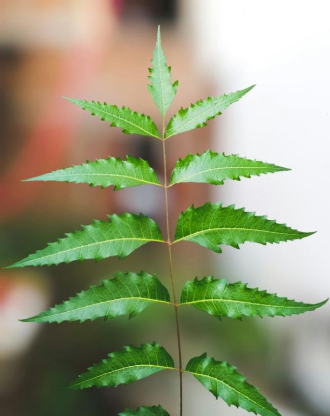 Drinking Neem Juice Daily-1-2-3