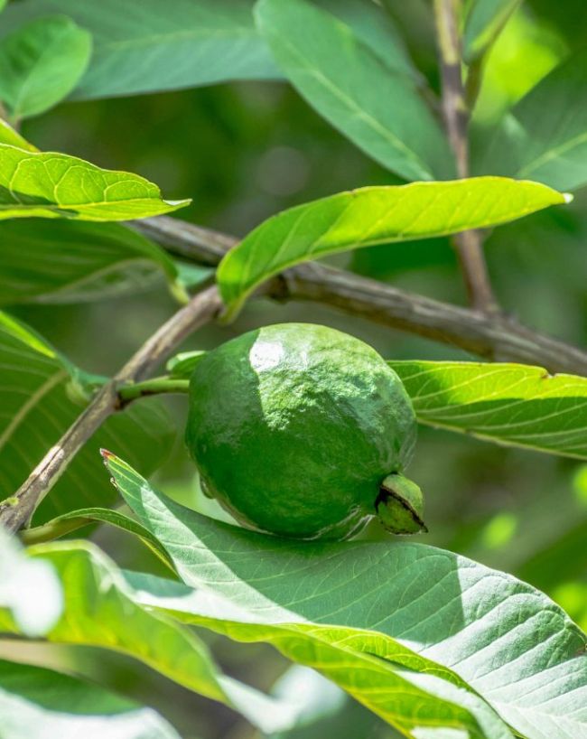 Chewing Guava Leaves-1-2