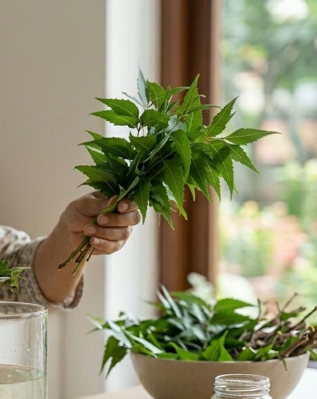 Drinking Neem Juice Daily-1-2