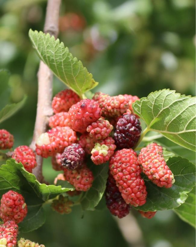 Shahtoot benefits-1-2