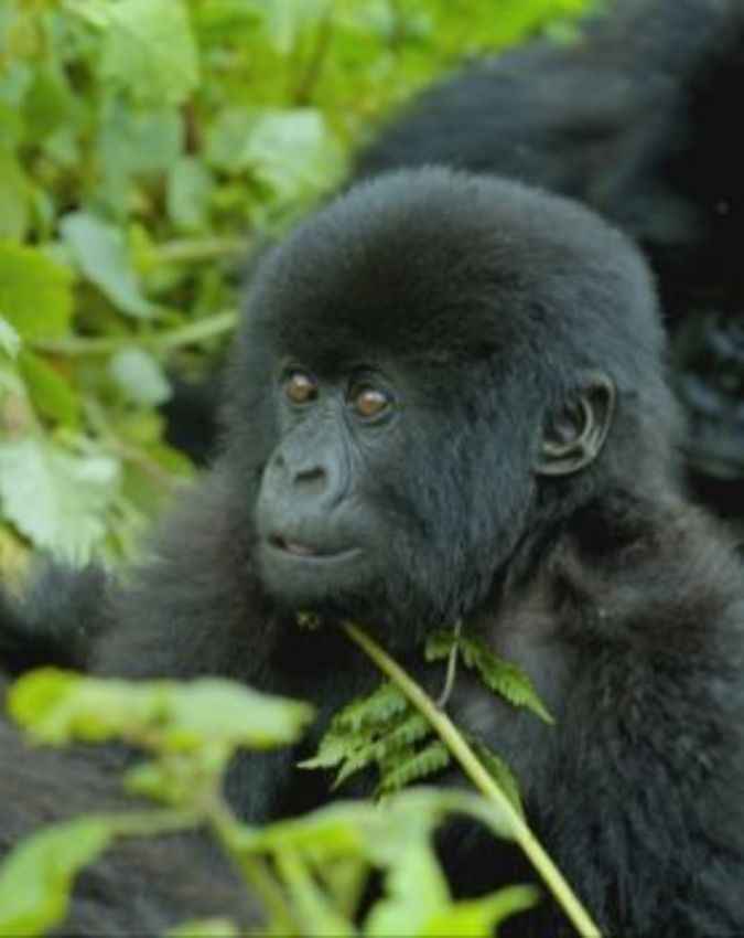 A Gorilla Story: Told by David Attenborough