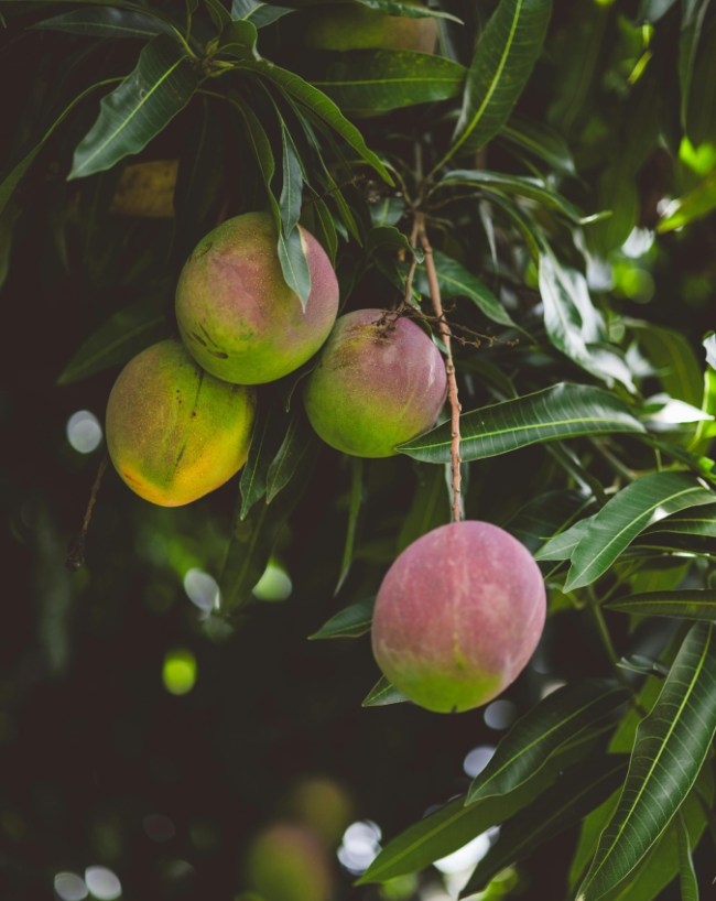 Mango For Health-1-2