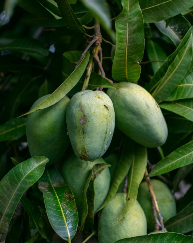 Mango For Health-1-2-3-4