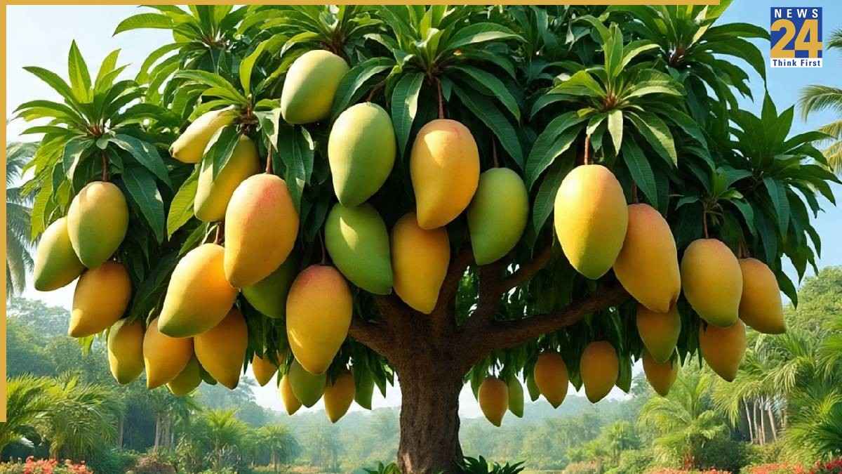 Aam ke ped par zyada phal kaise ugayein (1)