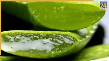 Aloe Vera Gel Side Effects