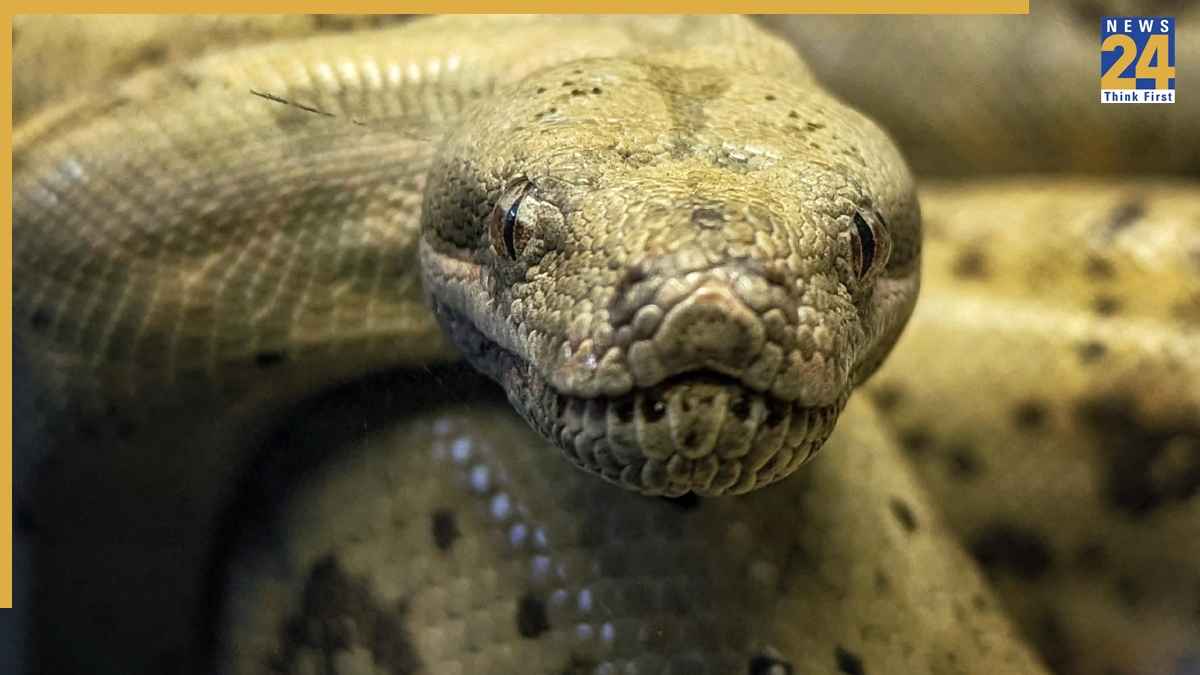 Anaconda Habitat Amazon Jungle