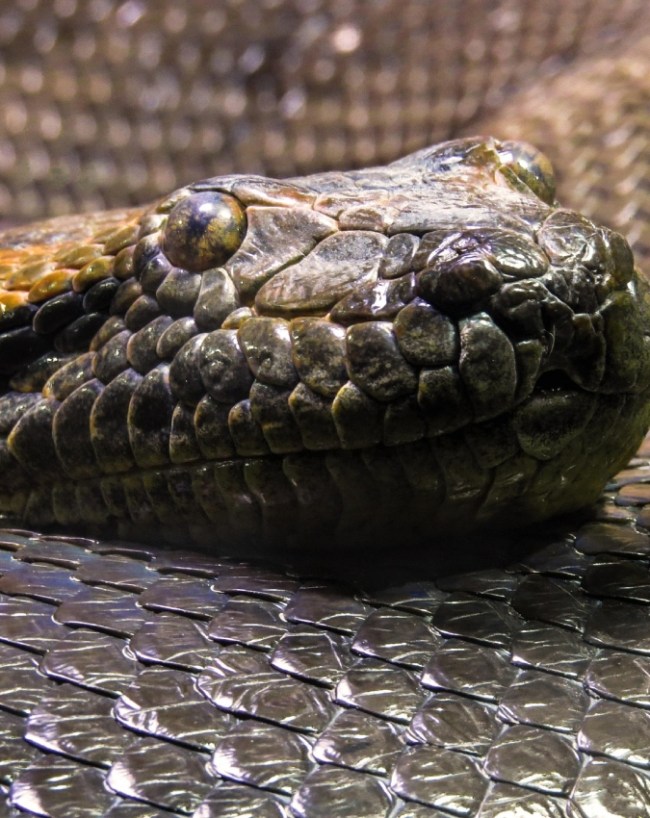 Anaconda Habitat Amazon Jungle-1-2-3-4-5-6-7