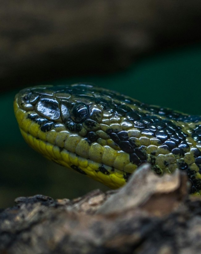 Anaconda Habitat Amazon Jungle-1-2-3-4-5-6
