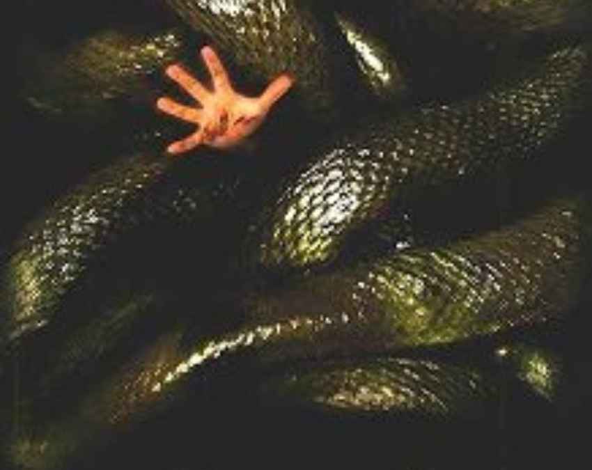 एनाकोंडास: द हंट फॉर द ब्लड ऑर्किड