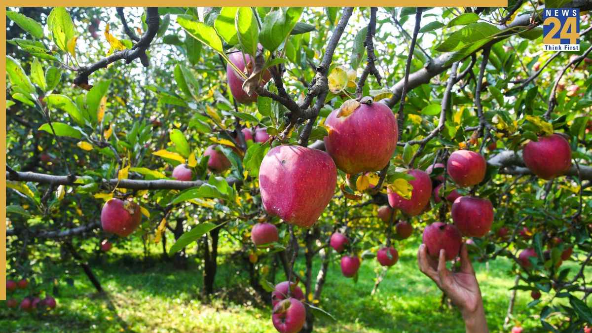 Apple Front