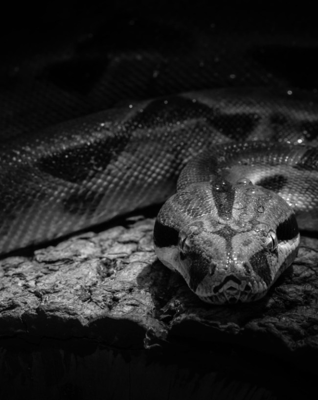 Anaconda Habitat Amazon Jungle-1-2-3-4-5