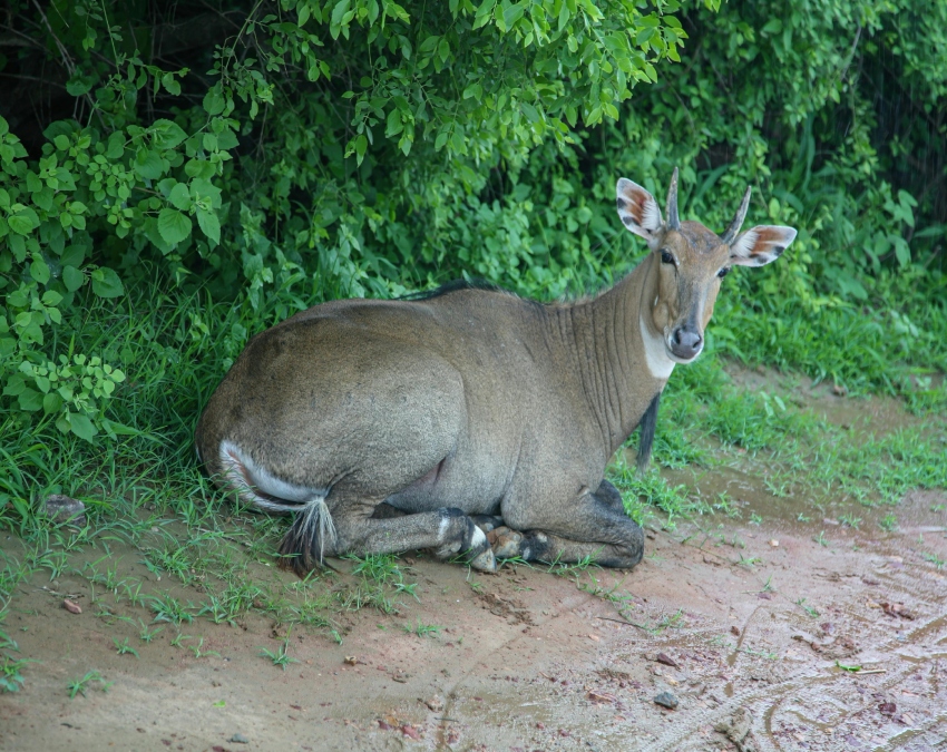 Nilgai Animal Facts-1-2-3