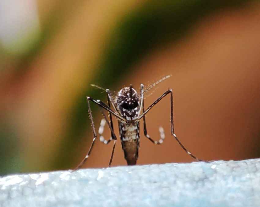 मच्छर के काटने से कैसे फैलती है यह बीमारी