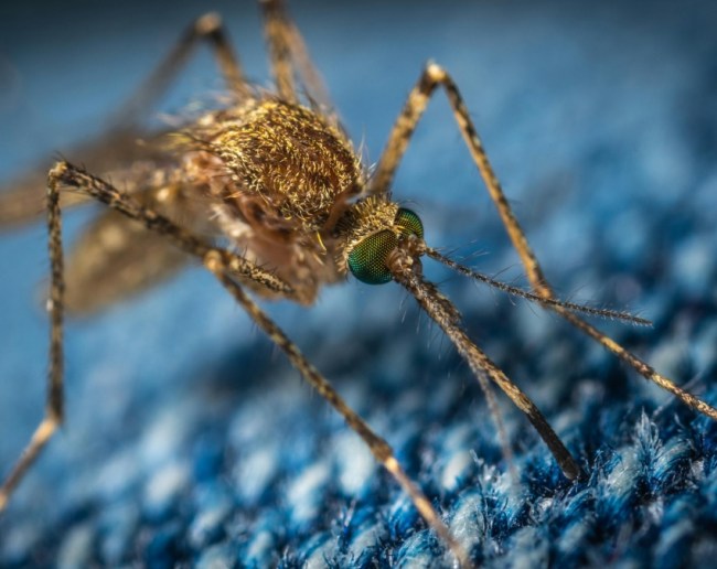 Brain Malaria Symptoms-1-2-3-4-5-6-7