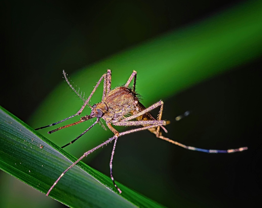 Brain Malaria Symptoms-1-2-3-4-5-6