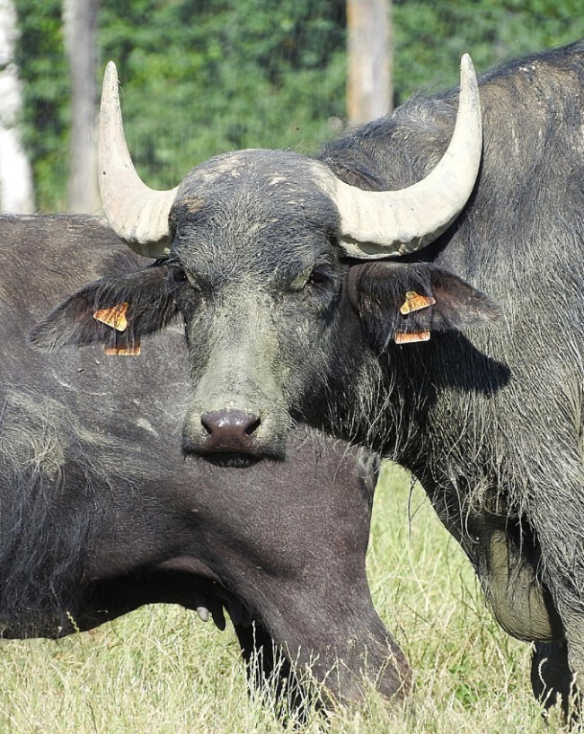 Profitable Dairy Farming Business Plan 2026-1-2-3