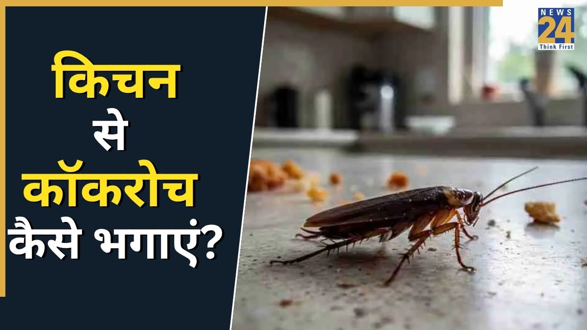 Cockroach Prajati किचन में कभी नजर नहीं आएंगे कॉकरोच! खत्म करने के लिए काम आएंगे ये आसान ...
