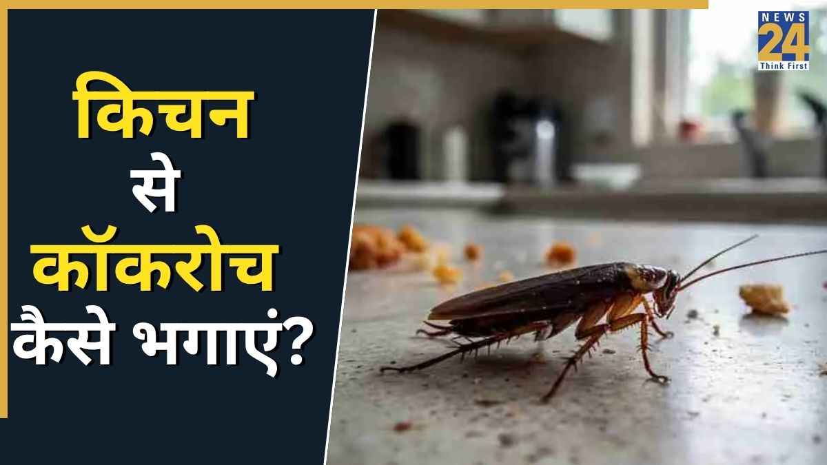 किचन में कभी नजर नहीं आएंगे कॉकरोच! खत्म करने के लिए काम आएंगे ये आसान ट्रिक्स