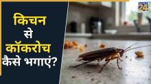 Kitchen Se Cockroach Kaise Door Kare